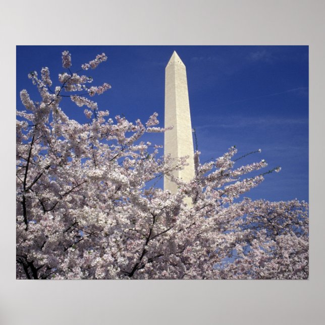 Poster États-Unis, Washington DC. Festival Cherry Blossom (Devant)