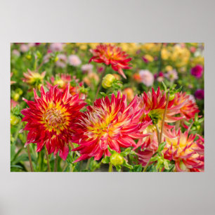Poster États-Unis, Washington. Fleurs de dahlia dans le j