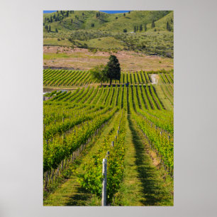 Poster États-Unis, Washington, Lac Chelan. Vignoble 2