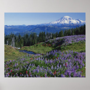 Poster États-Unis, Washington Mt. Adams Wilderness, Meado