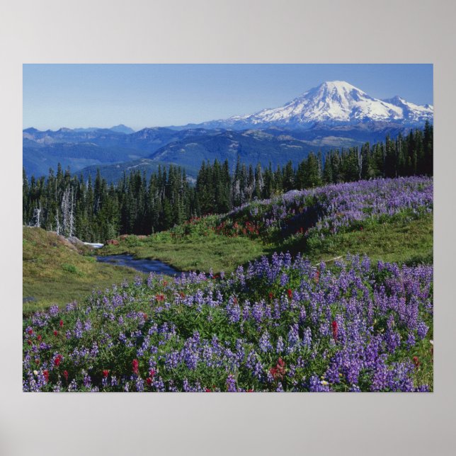 Poster États-Unis, Washington Mt. Adams Wilderness, prair (Devant)