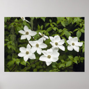 Poster États-Unis, Washington, Pacific Dogwood, Cornus