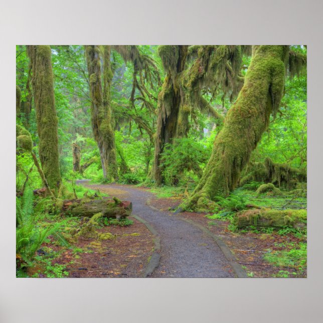 Poster États-Unis, Washington, Parc National Olympique, H (Devant)
