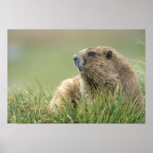Poster États-Unis, Washington, Pôle olympique, Marmotte o