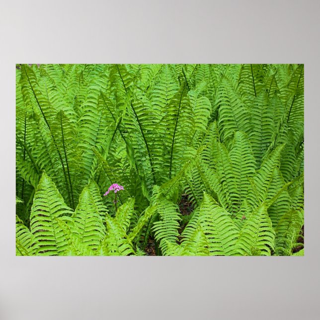 Poster États-Unis, Washington, Seattle, Washington Park (Devant)