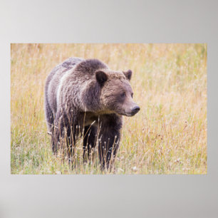 Poster États-Unis, Wyoming, Parc national de Yellowstone,