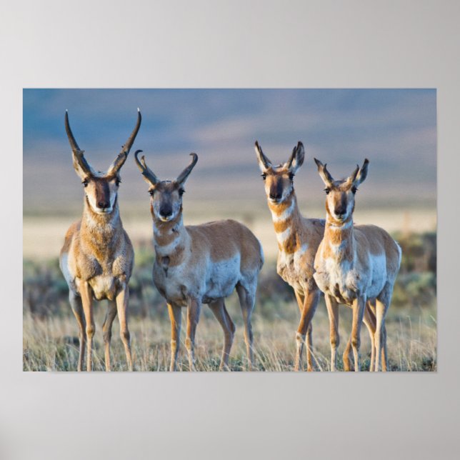 Poster Etats-Unis, Wyoming, quatre dollars d'antilope Pro (Devant)