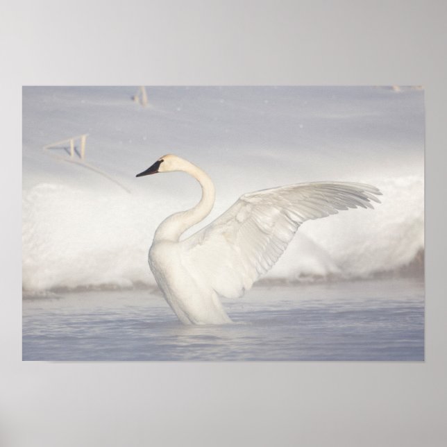 Poster États-Unis, Wyoming, Trumpeter Swan stretches wing (Devant)
