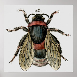 Poster Étching zoologique classique d'une abeille