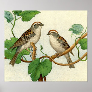 Poster Etching Zoologique Classique - Flèches