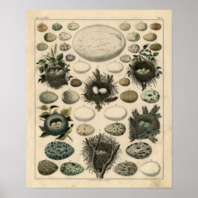 Poster Etching Zoologique classique - Nids d'oiseaux et o (Devant)