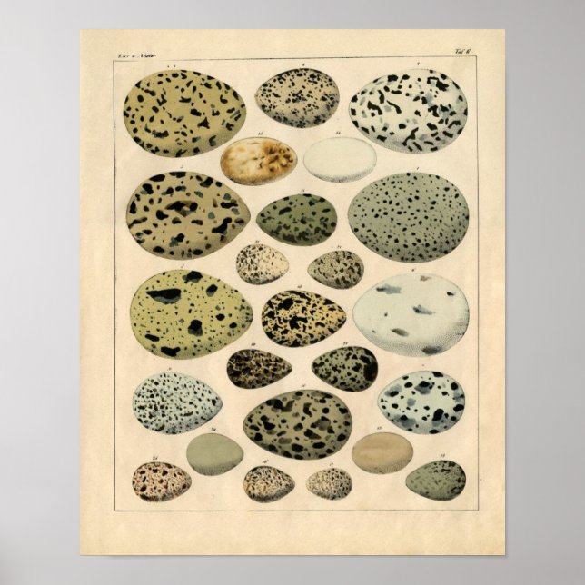 Poster Etching zoologique classique - Oeufs d'oiseaux (Devant)