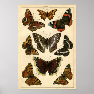 Poster Etching zoologique classique - Papillons