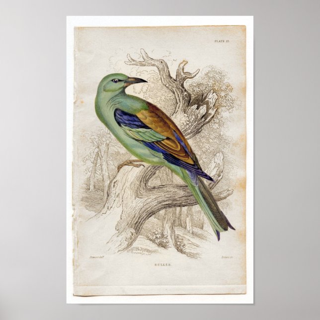 Poster Étching Zoologique Classique - Rouleau (Devant)