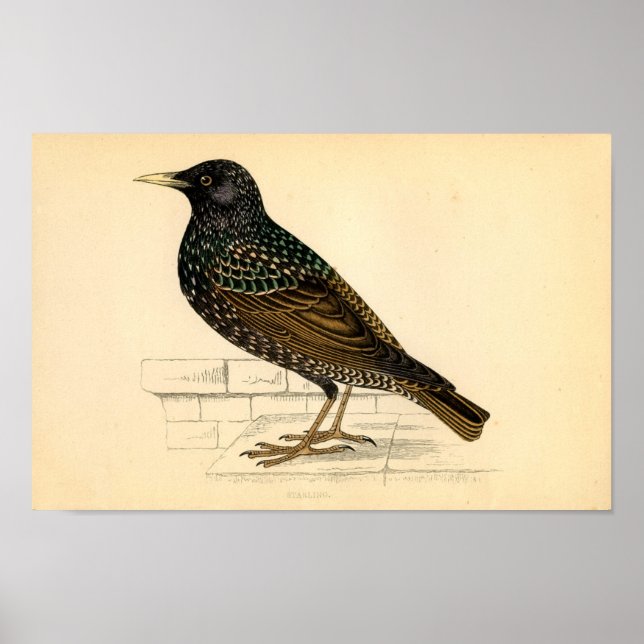 Poster Etching Zoologique Classique - Starling (Devant)