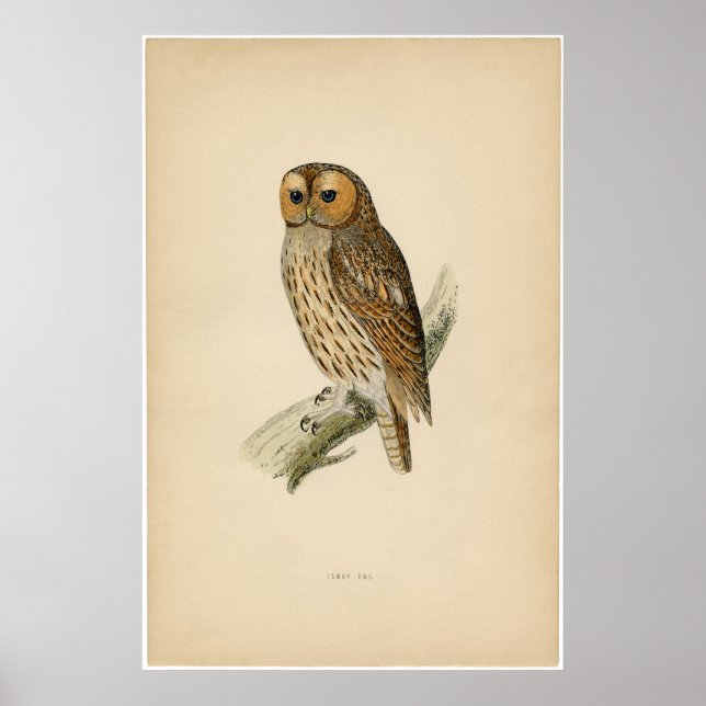 Poster Etching Zoologique Classique - Tawny Owl (Devant)