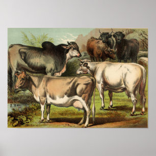 Poster Etching Zoologique Classique - Vaches