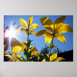 Poster Été Lilies série 4