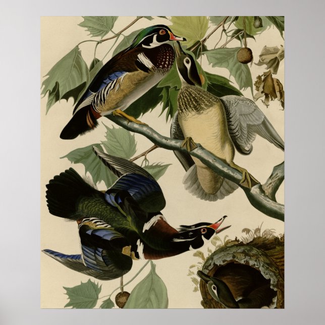 Poster Eté ou canard à bois (Devant)