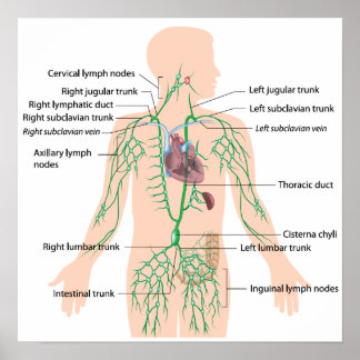 Poster étiqueté de drainage lymphatique