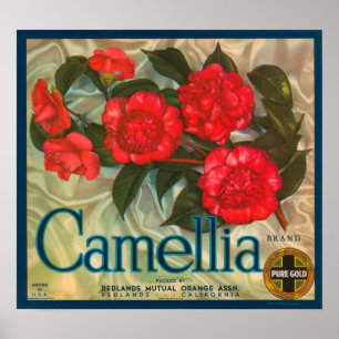 Poster Étiquette Camillia Brand Oranges Classic Fruit Cra