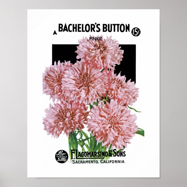 Poster Étiquette de paquets de semences Bachelor's Button (Devant)