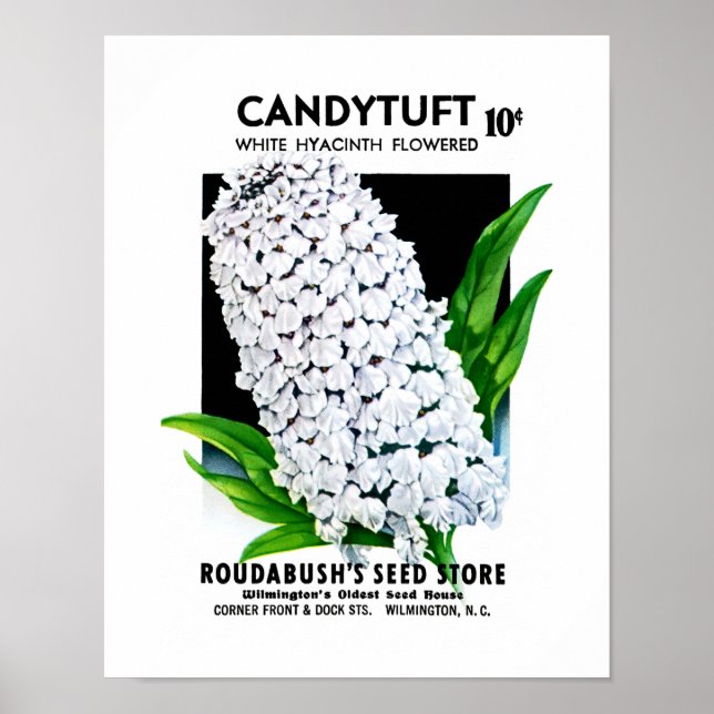 Poster Étiquette de paquets de semences Candytuft (Devant)