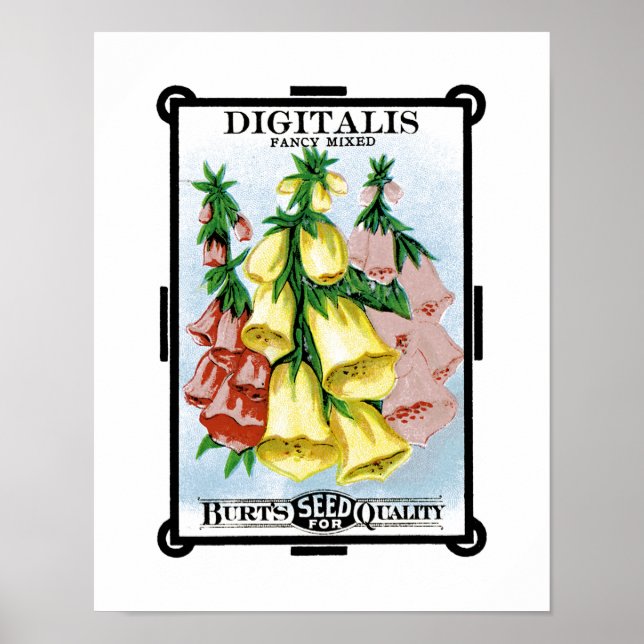 Poster Étiquette de paquets de semences Digitalis (Devant)