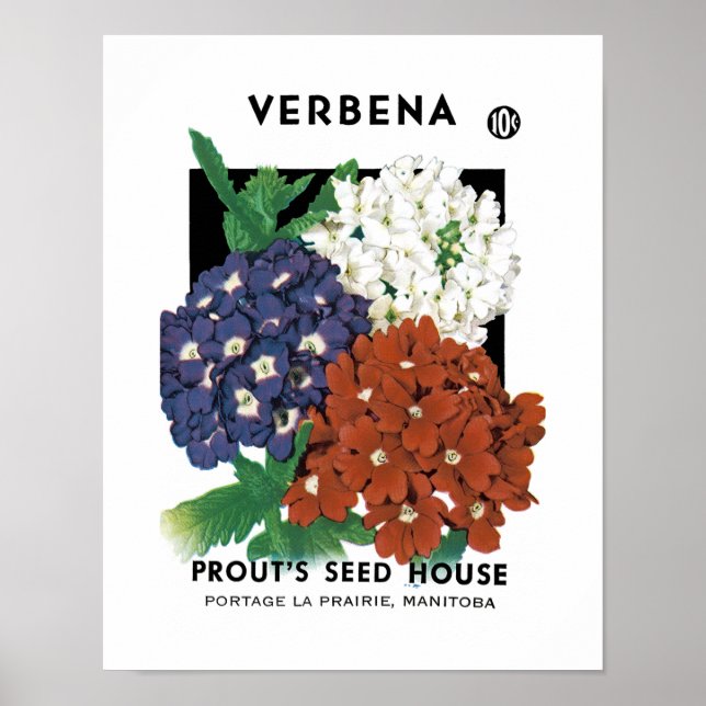 Poster Étiquette de paquets de semences Verbena (Devant)