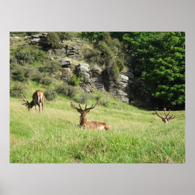 Poster Étiquettes de la Nouvelle-Zélande (Devant)