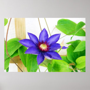 Poster étoile bleue