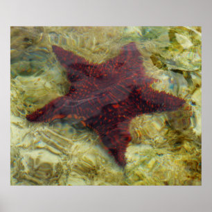 Poster Étoile de mer sous-marine aux Bahamas