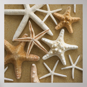 Poster Étoiles de mer sur le sable