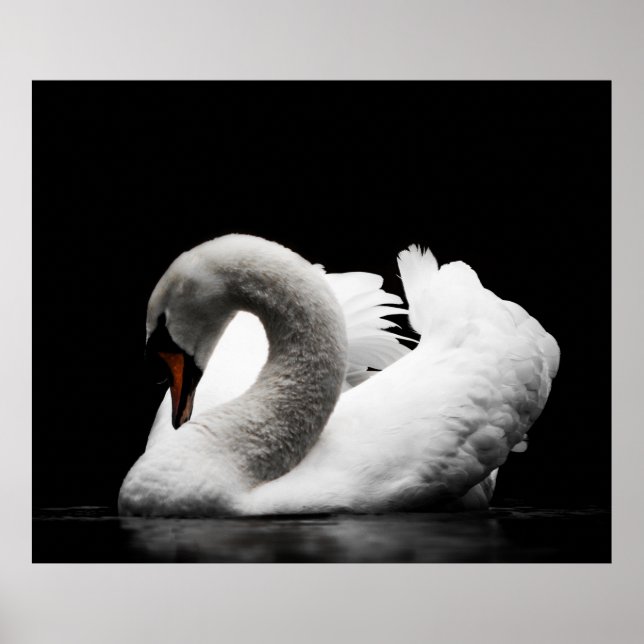Poster Étonnant cygne blanc sur arrière - plan noir (Devant)