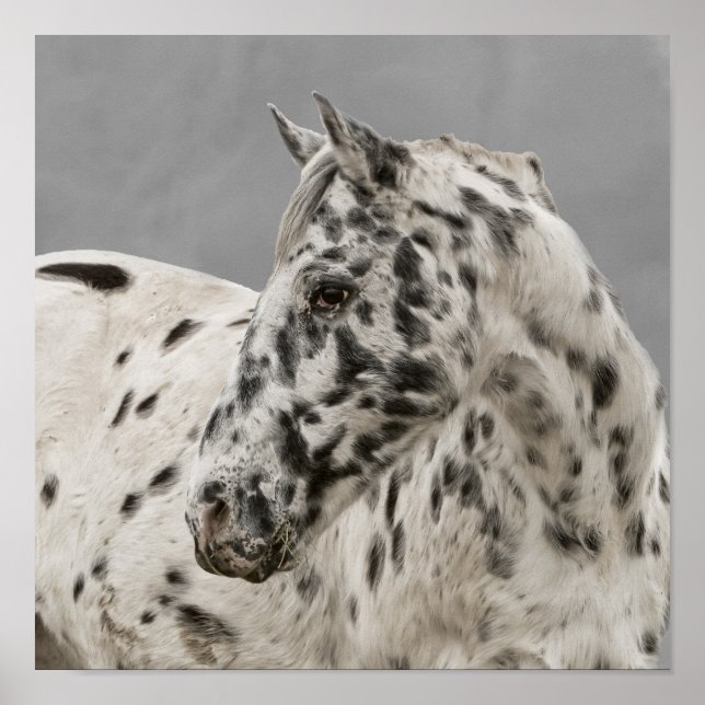 Poster Étonnante gélatine appaloosa (Devant)