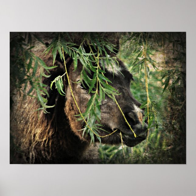 Poster Être l'Onery Mini Filly sous le Willow Tree (Devant)