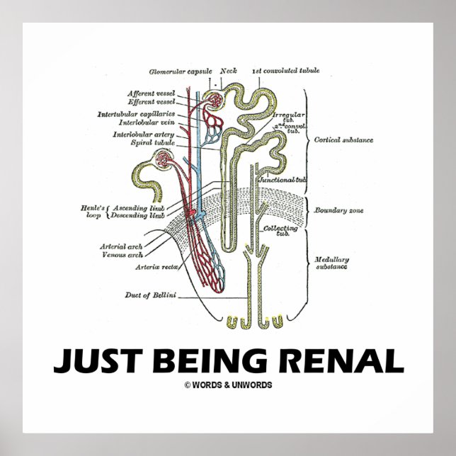 Poster Être Renal (Humour Renal Du Néphron Du Rein) (Devant)