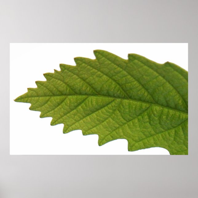 Poster Être vert (Devant)