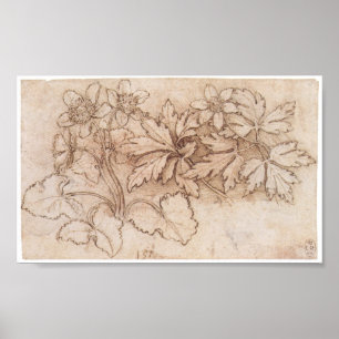 Poster Étude de deux Plantes, Leonardo Da Vinci