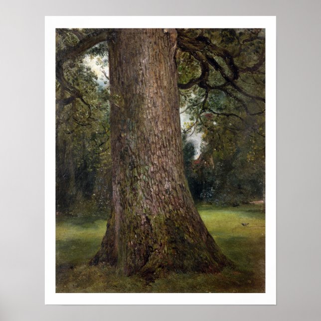 Poster Étude du tronc d'un orme, vers 1821 (huile sur (Devant)