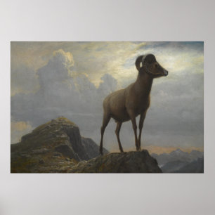 Poster Étude d'un bighorn Ram par Albert Bierstadt