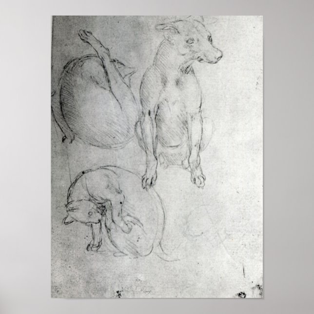 Poster Étude d'un chien et d'un chat, c.1480 (Devant)