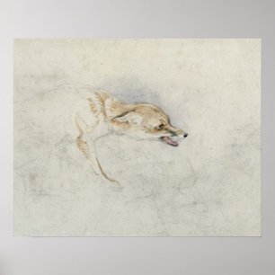 Poster Étude d'un renard croustillant, face à droite vers