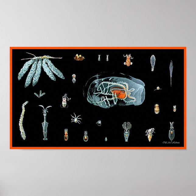 Poster Étude sur la pieuvre (Devant)