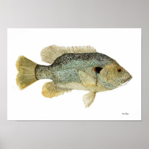 Poster Étude sur l'eau du poisson vert