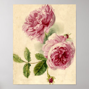 Poster Étude sur les roses roses du XVIIIe siècle