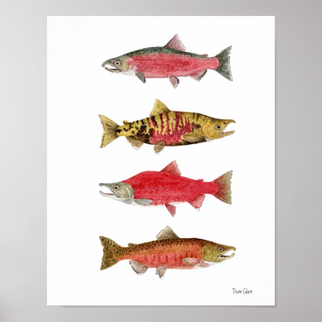 Poster Etudes aquarelles du Saumon (Devant)