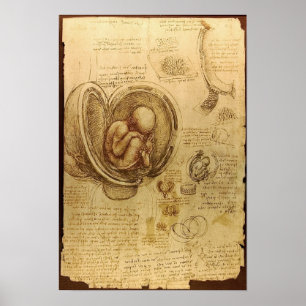 Poster Études des embryons