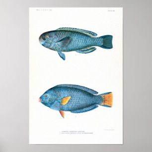 Poster Études scientifiques de poissons