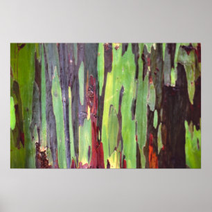 Poster Eucalyptus 1 d'arc-en-ciel
